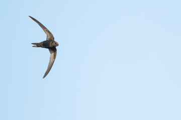 Common Swift - Mauersegler - Apus apus ssp. apus, Germany (Baden-Württemberg), adult