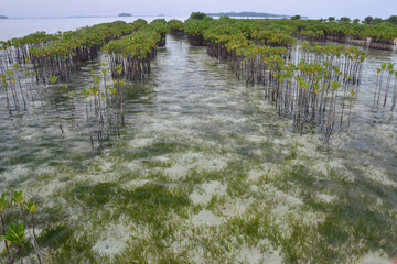 Jakarta, Indonesia: Mangrove nursery to grow new plants for coastal management