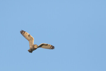 Short-eared Owl - Sumpfohreule - Asio flammeus ssp. flammeus, Spain (Andalucia)