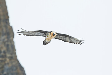 Lammergeier - Bartgeier - Gypaetus barbatus ssp. barbatus, Switzerland, adult