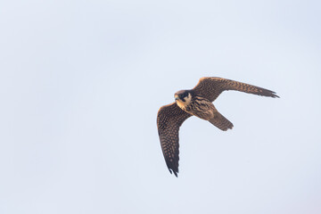 Eurasian Hobby - Baumfalke - Falco subbuteo ssp. subbuteo, Germany (Lower Saxony), 1st cy