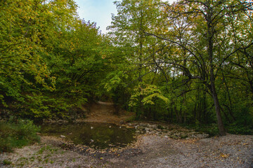 Fototapeta premium road in a mountain autumn forest