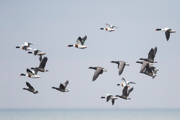 Dark-bellied Brent Goose - Dunkelbäuchige Ringelgans - Branta bernicla ssp. bernicla, Germany (Niedersachsen), adult, with Shelduck