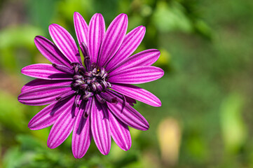  close up purple daisy flower