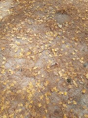 fall mood ground texture 01