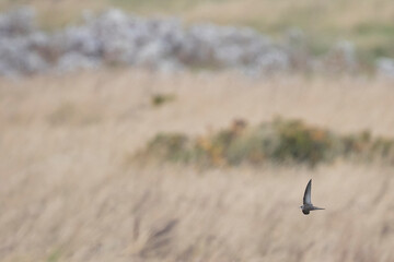 Pallid Swift - Fahlsegler - Apus pallidus, Germany (Niedersachsen)