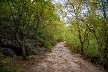 road in a mountain autumn forest