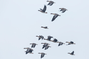 Taiga bean goose - Wald-Saatgans - Anser fabalis fabalis, Germany (Brandenburg), with Tundra bean goose