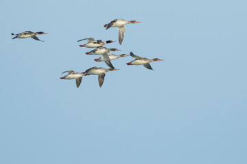 Red-breasted Merganser - Mittelsäger - Mergus serrator, Russia (Lake Baikal), adult