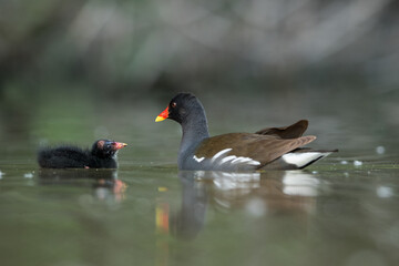 Common Moorhen - Teichhuhn - Gallinula chloropus ssp. chloropus, Germany (Baden-Württemberg), adult with youngsters