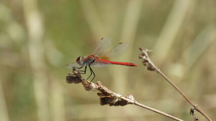 Libellula