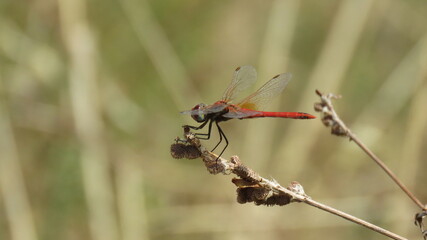 Libellula