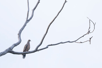 Oriental Turtle Dove - Ortientturteltaube - Streptopelia orientalis ssp. orientalis, Russia (Baikal), adult