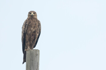 Lesser Spotted Eagle - Schreiadler - Clanga pomarina, Romania, adult