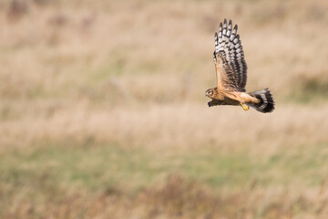 Hen Harrier - Kornweihe - Circus cyaneus, Germany (Niedersachsen), 1st cy