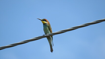 Merops apiaster