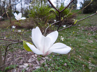 white spring magnolias