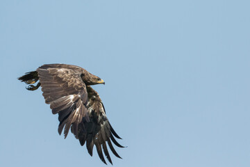 Lesser Spotted Eagle - Schreiadler - Clanga pomarina, Romania, adult