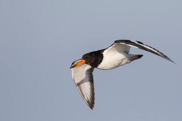Oystercatcher - Austernfischer - Haematopus ostralegus ostralegus, Germany (Schleswig Holstein), 1st cy