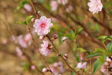 Light pink peach blossom flower blooming in the garden