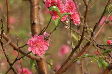 Pink peach blossom blooming in the garden