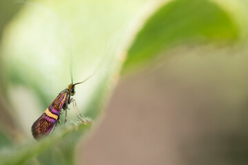 Macro image of an insect in Germany
