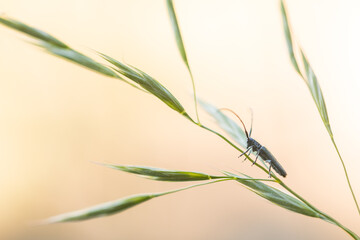 Macro image of an insect in Germany