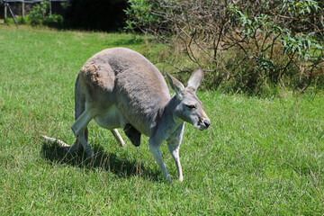 Naklejka na ściany i meble Mother Kangaroo walking - Phillip Island, Victoria, Australia