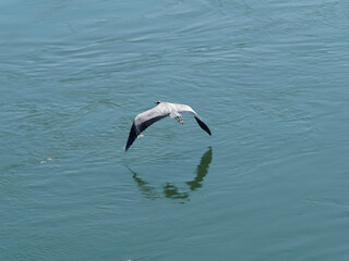 Grey heron, ardea cinerea, brown long-legged and great pinkish-yellow beak, large wings with...