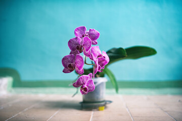 Blooming orchid in a flower pot close-up in natural light.