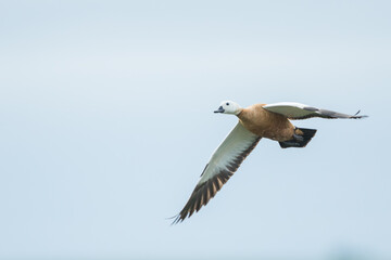 Ruddy Shelduck - Rostgans - Tadorna ferruginea, Russia (Baikal), adult, female