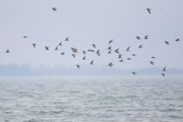 Red Knot - Knutt - Calidris canutus, Germany (Niedersachsen), autumn flock