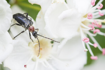 Macro image of an insect in Germany