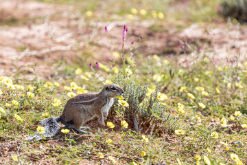 Naklejka na ściany i meble South African striped cape ground squirrel, Xerus erythropus,in desert Kalahari, South Africa safari wildlife