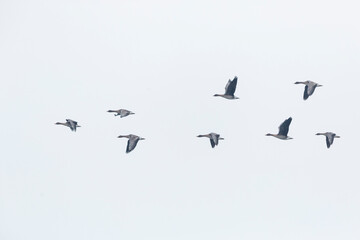 Taiga bean goose - Wald-Saatgans - Anser fabalis fabalis, Germany (Brandenburg)