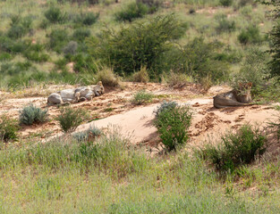 Female Lion Lying and resting in desert, natural habitat. Kalahari Transfrontier Park, South Africa, wildlife and wilderness