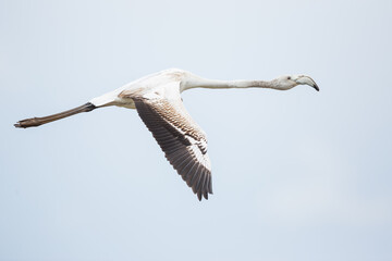 Greater Flamingo, Phoenicopterus roseus