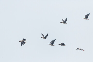 Taiga bean goose - Wald-Saatgans - Anser fabalis fabalis, Germany (Brandenburg), with Tundra bean goose