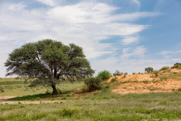 Obraz premium Female Lion Lying and resting in desert, natural habitat. African landscape with animal, Kalahari Transfrontier Park, South Africa, wildlife and wilderness