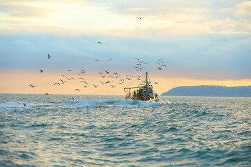 Fishing boat surrounded by black-headed gulls in coming back to the port at the sunset