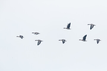 Taiga bean goose - Wald-Saatgans - Anser fabalis fabalis, Germany (Brandenburg)