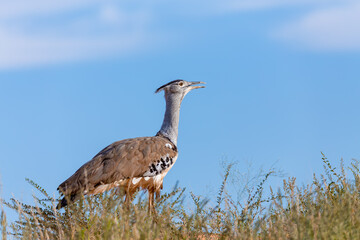bird Kori Bustard (Ardeotis kori) in african bush against blue sky, Kalahari South Africa, Africa wildlife