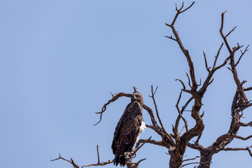 Majestic bird of prey, martial eagle (Polemaetus bellicosus)perched on dead tree, Namibia Africa safari wildlife