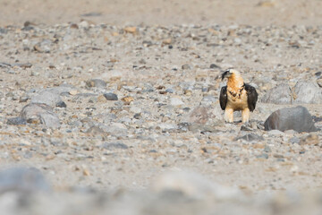 Lammergeier - Bartgeier - Gypaetus barbatus ssp. barbatus, Tajikistan, adult