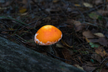 Amanita mushroom in the autumn forest.