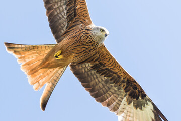 Red Kite - Rotmilan - Milvus milvus, France (Corsica), adult