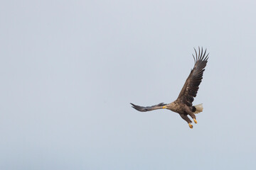 White-tailed Sea-Eagle - Seeadler - Haliaeetus albicilla, Germany (Mecklenburg-Vorpommern), adult