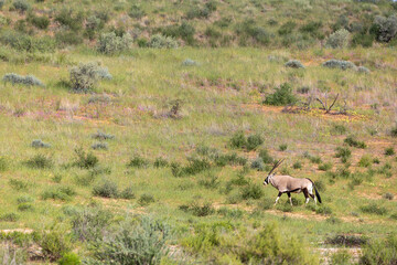Naklejka na ściany i meble resting common Gemsbok, Oryx gazella in Kalahari, green desert with tall grass after rain season. Kgalagadi Transfrontier Park, South Africa wildlife safari