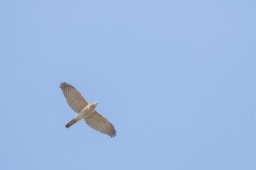 Shikra - Schikra - Accipiter badius ssp. cenchroides, Tajikistan, adult, female