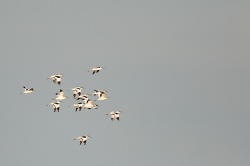Pied Avocet - Säbelschnäbler - Recurvirostra avoseta, Germany (Schleswig-Holstein)